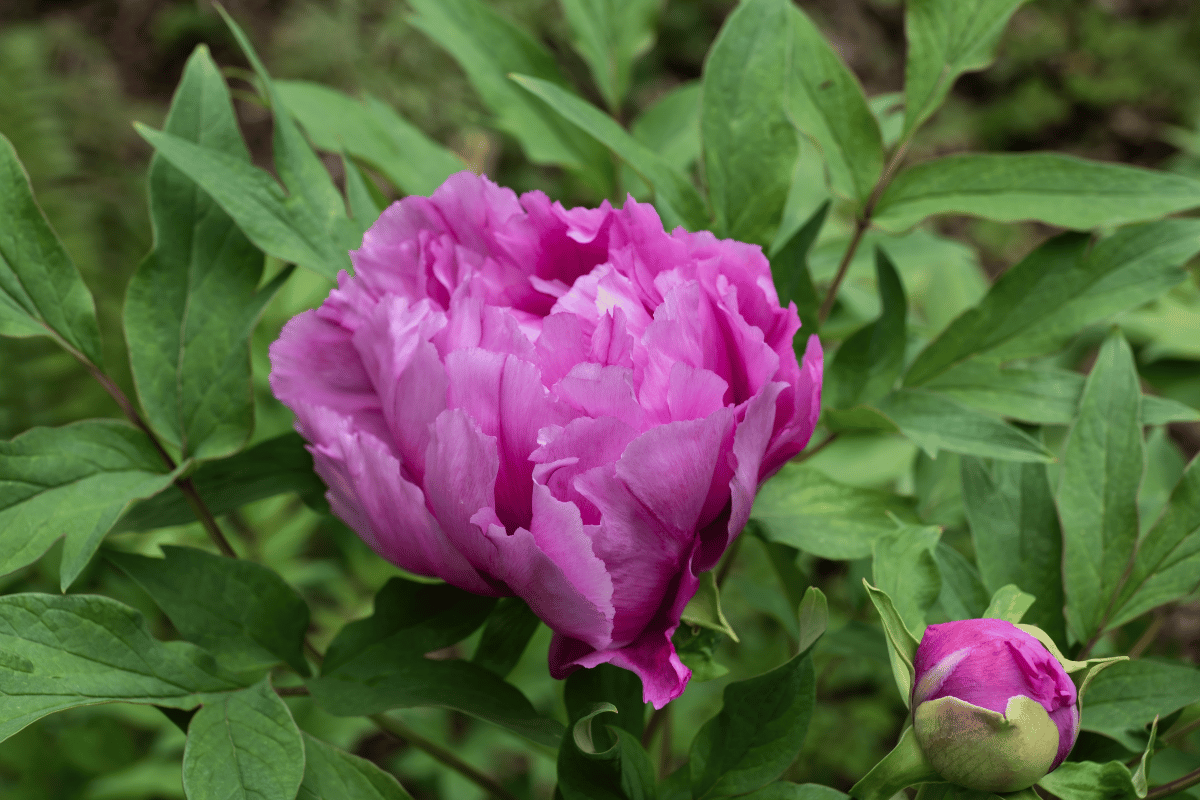 Paeonia suffruticosa.png